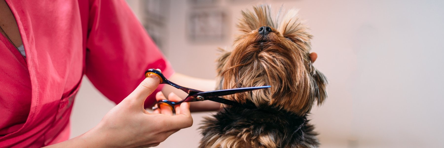 Pet Groomers Liability